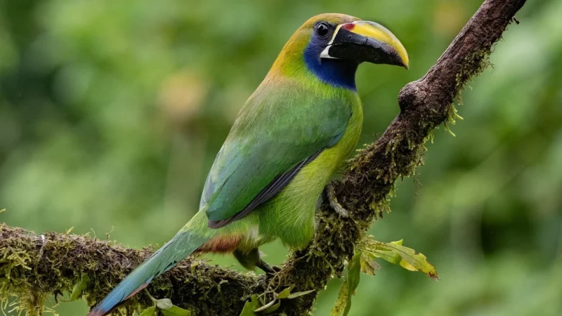 Rioba Costa Rica kapsułki z kawą do Nespresso 11 szt