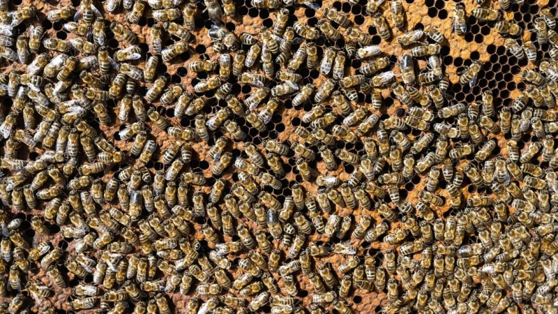 Rodzinna pasieka sudnik miód gryczany nektarowy 1200g