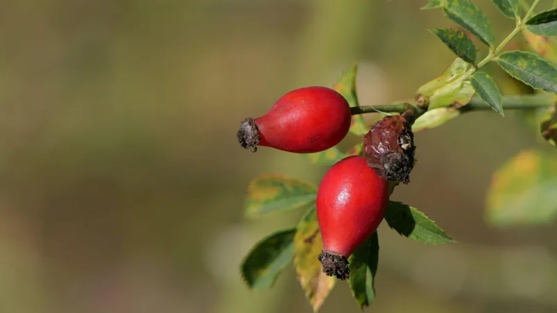 Róża dzikasuszony owoc róży 250g Ziola z Kurpi