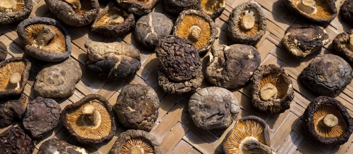 SHIITAKE (GRZYBY SUSZONE) BIO (SUROWIEC) (10 kg) 4