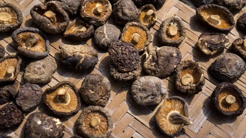 SHIITAKE (GRZYBY SUSZONE) BIO (SUROWIEC) (10 kg) 4