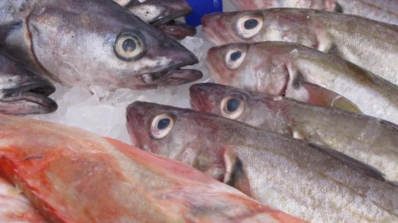 ŚLEDŹ ATLANTYCKI FILETY A LA MATJAS MSC W OLEJU 256 g – BETTER FISH