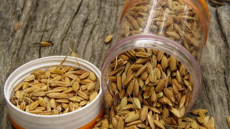 Sonnentor Mix nasiona do kiełkowania 120g