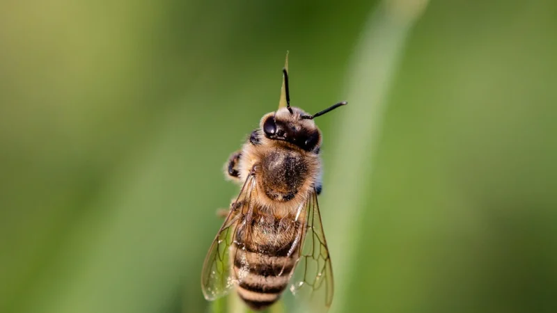 Stay Spiced Pyłki Kwiatów Całe