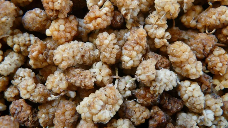 Suszona Morwa Biała owoce suszone 125g Bio Batom