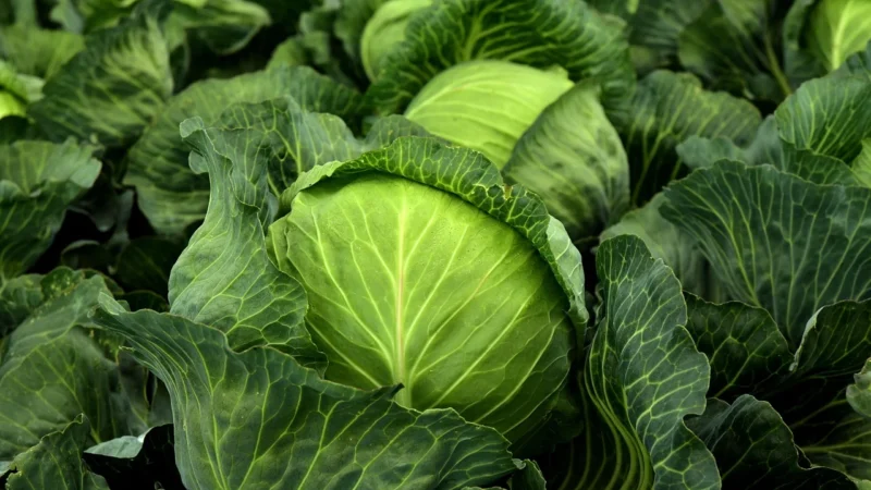 Świeże OPAKOWANIE ZBIORCZE (kg) – KAPUSTA BIAŁA ŚWIEŻA BIO (POLSKA) (około 10 kg)
