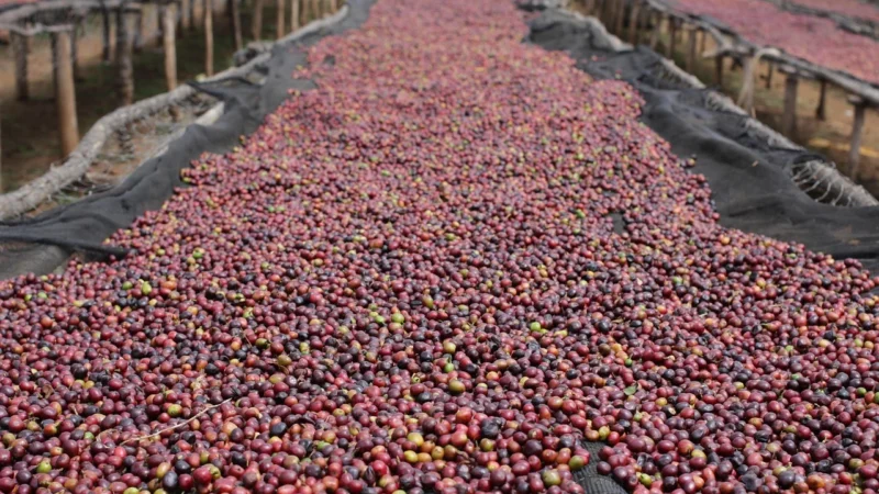 Świeżo palona kawa ziarnista Indonesia 250g
