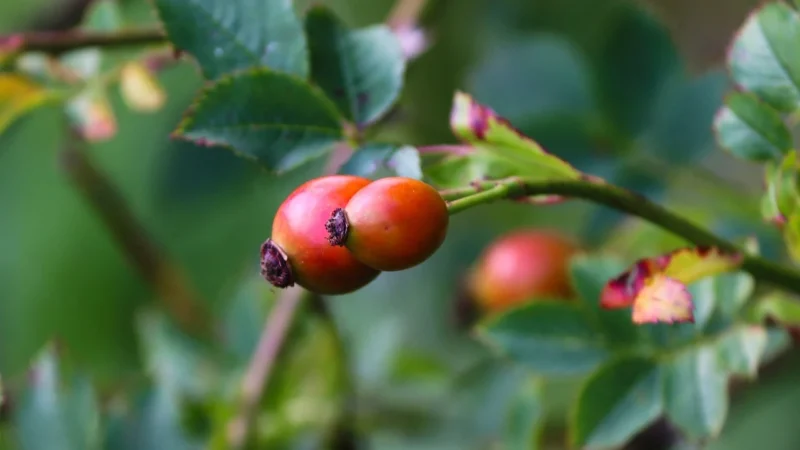Syrop Cieleśnica Dzika Róża z Maliną 230ml