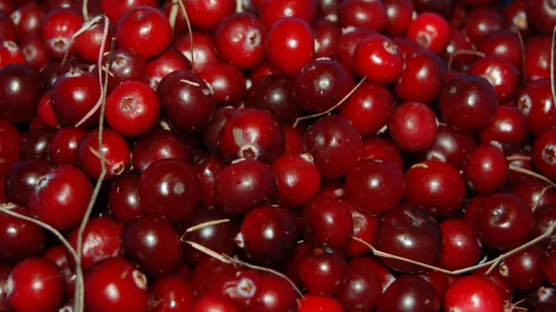 Syrop OWOCOWA SPIŻARARNIA Żurawina 420ml