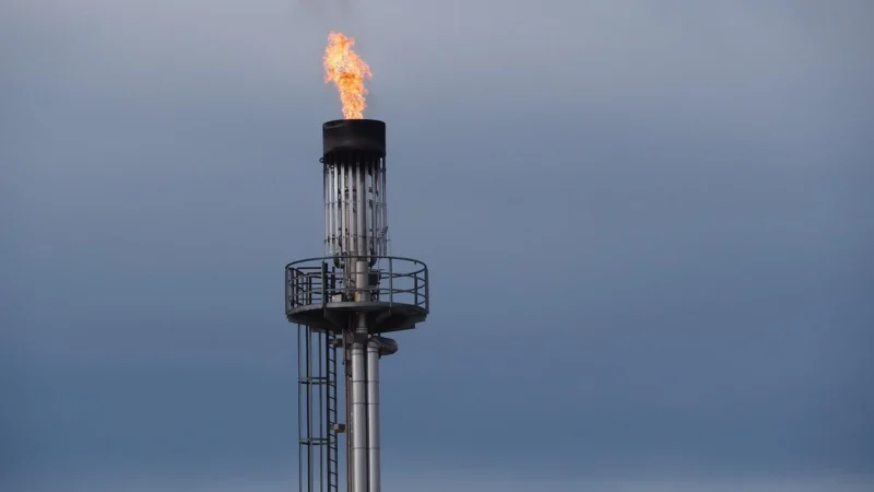 Szarłat Olej z amarantusa tłoczony na zimno 100ml