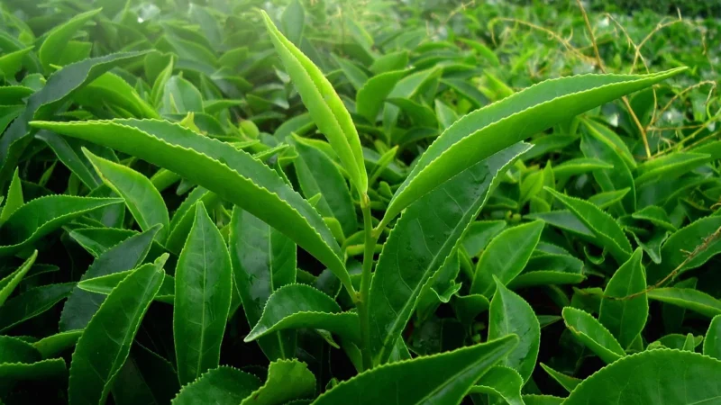 Vanavita Bio Herbata Zielona Sencha 50 g