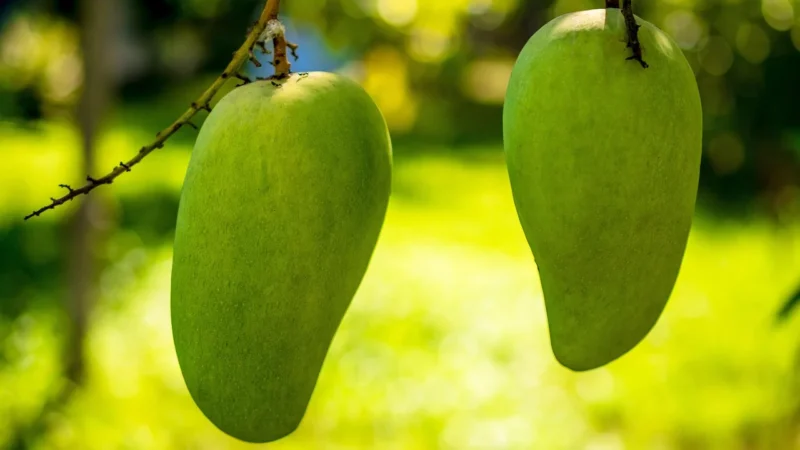 Vitafarm Mango Liofilizowane 25g