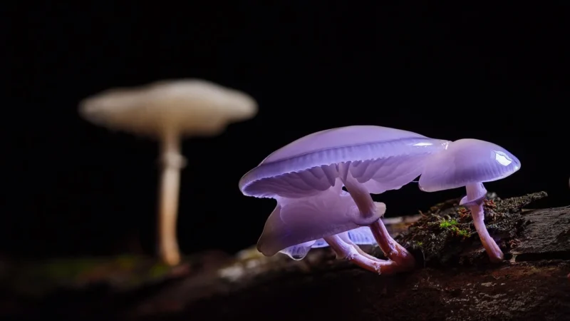 Warzywa I Owoce Pieczarka Biała Bio 250g