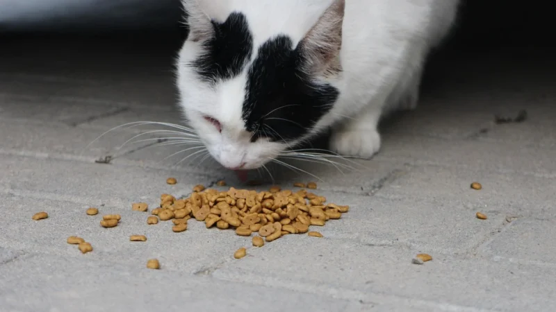 Whiskas Potrawka Smaki Rybne I Tradycyjne W Galaretce Karma Dla Kotów 1+ 4X85G