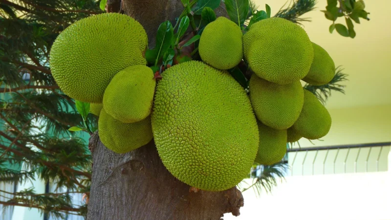 Worga Naturals Młody Zielony Jackfruit Kawałki W Zalewie Bio 400g 220 Puszka