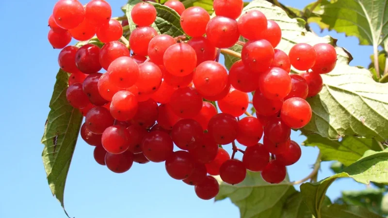Żurawina suszona cięta 1kg